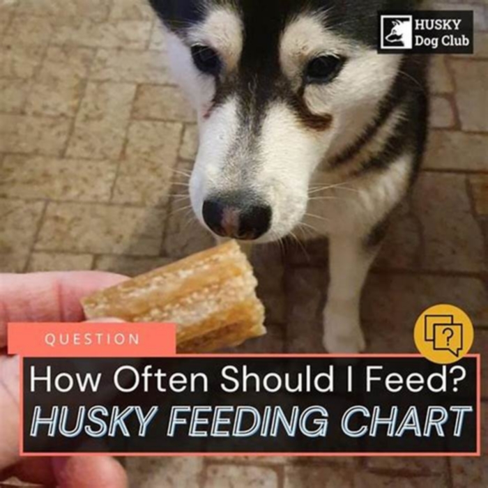 Am I underfeeding my husky?