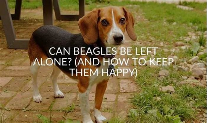 Are Beagles OK to be left alone?