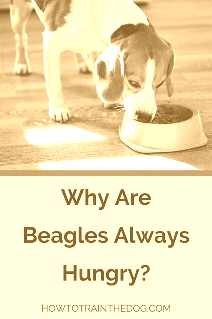 Are Beagles always hungry?