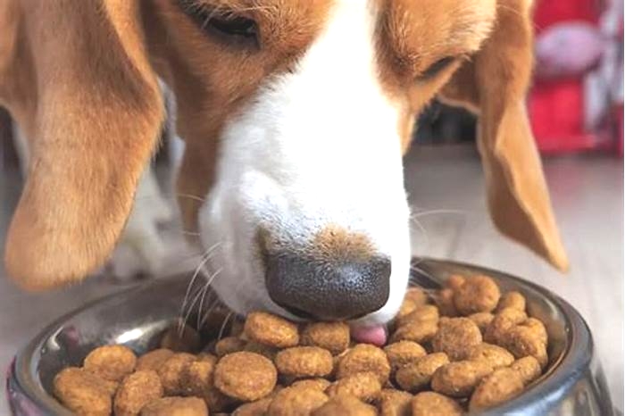 Are Beagles hungry dogs