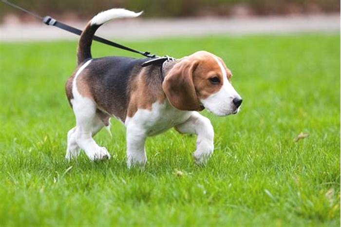 Are Beagles the naughtiest dogs