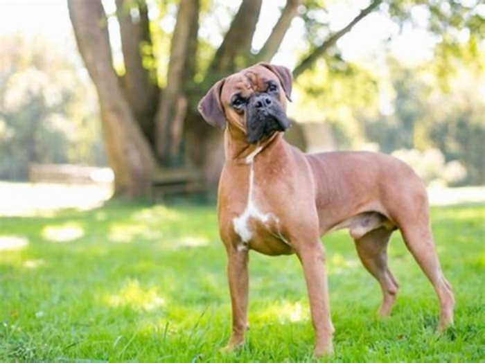 Are Boxer dogs emotional?