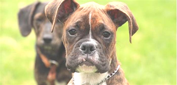 Are Boxer dogs smart?