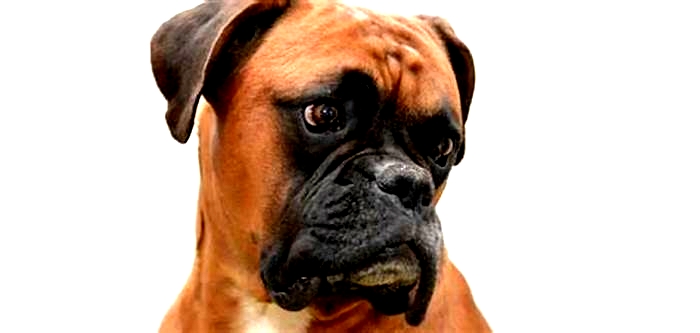 Are Boxers clingy dogs?