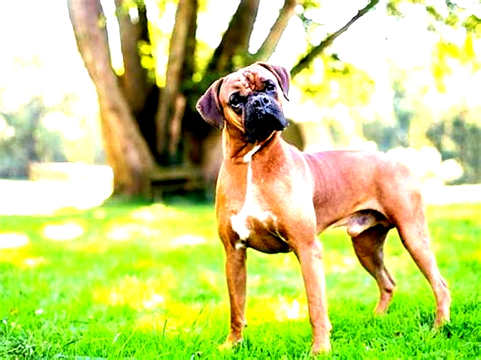 Are Boxers difficult dogs?