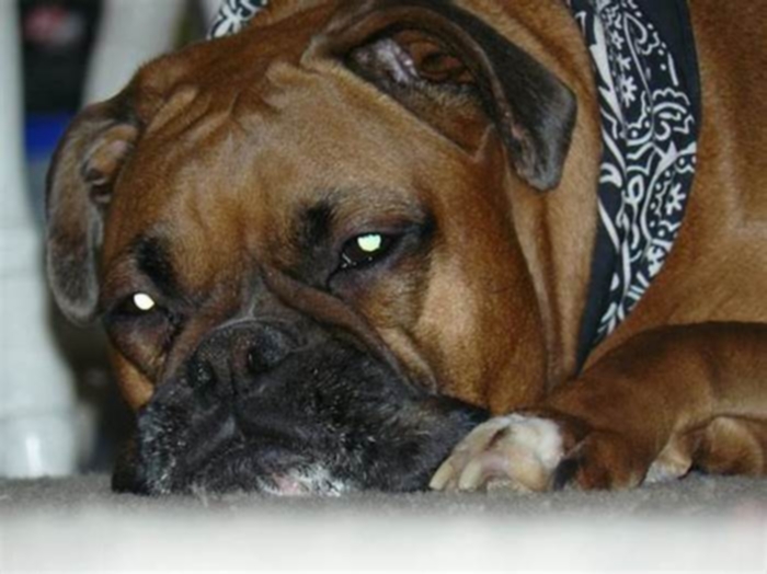 Are Boxers high anxiety dogs?