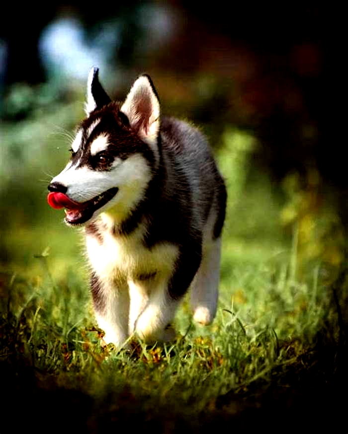 Are Huskies calm or hyper