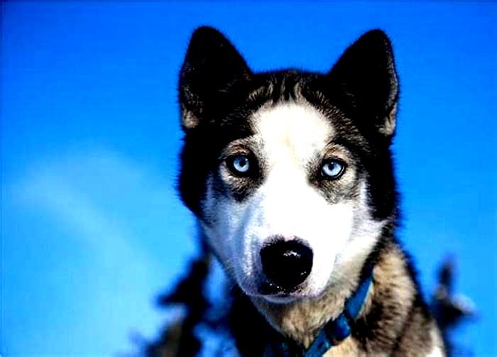 Are Huskies intelligent