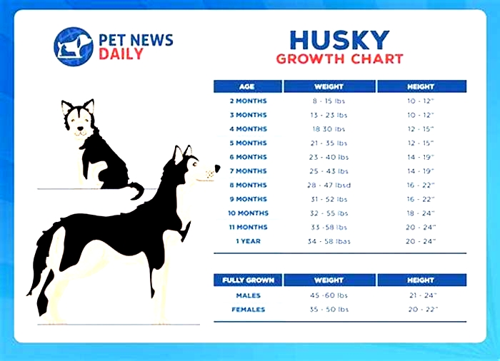 Are Huskies prone to weight gain?