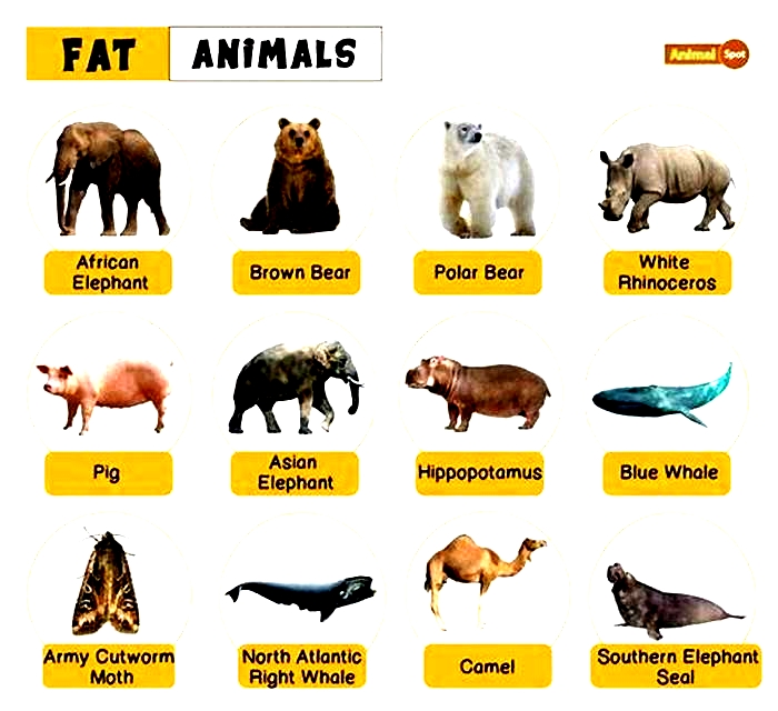 Are any animals naturally fat