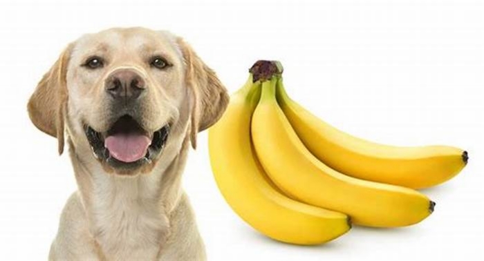 Are bananas fatty for dogs