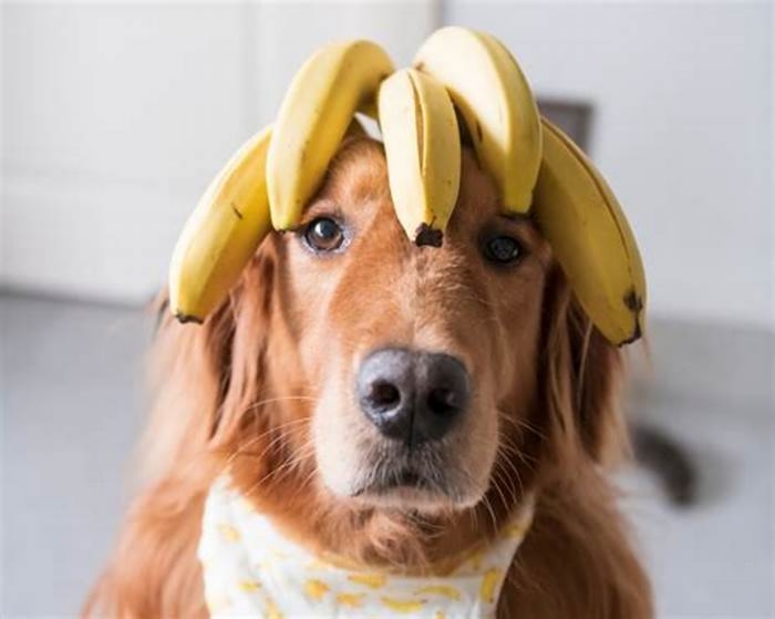 Are bananas low-fat for dogs?