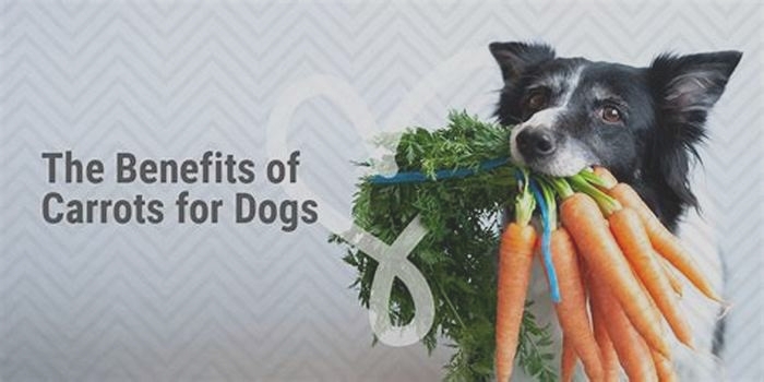 Are carrots OK for dogs with pancreatitis