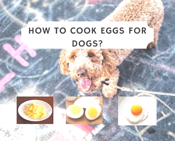 Are cooked eggs good for dogs everyday?