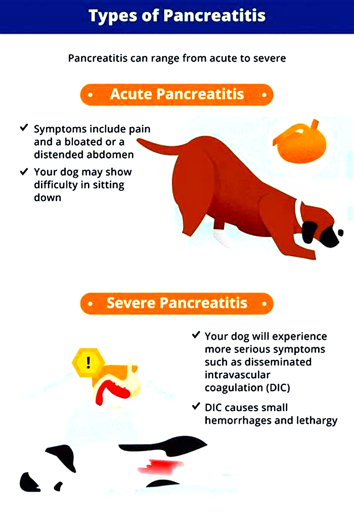 Are dog treats bad for pancreatitis