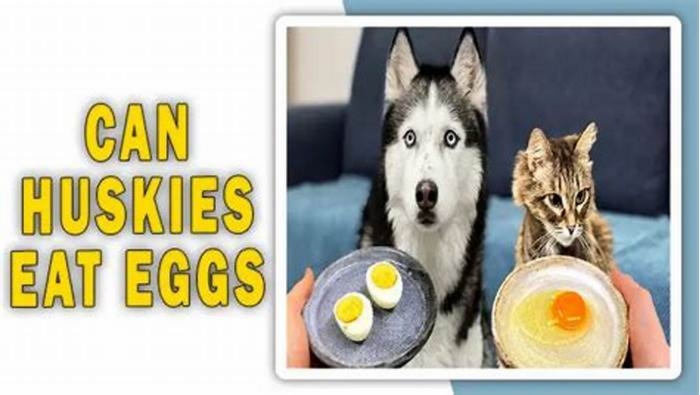 Are eggs bad for Huskies?