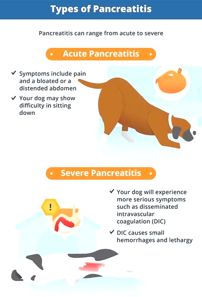 Are eggs bad for dogs with pancreatitis