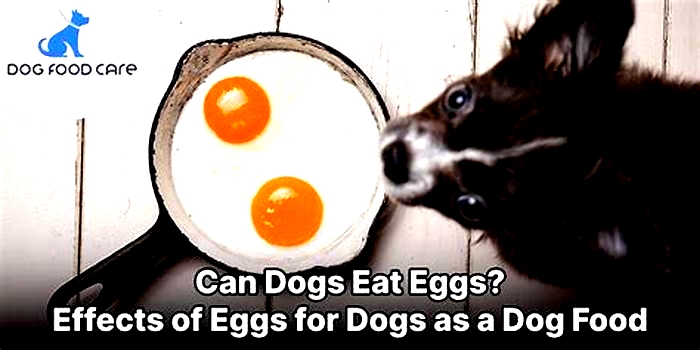 Are eggs too high in fat for dogs