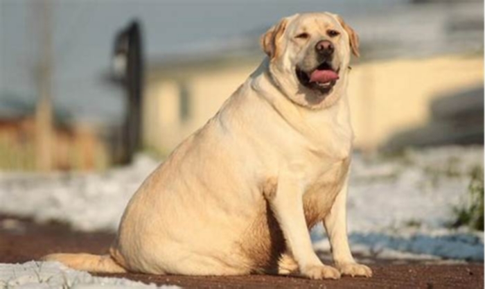 Are overweight dogs lazy?