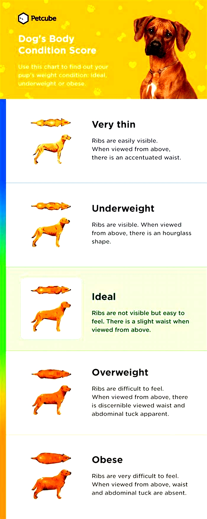 Are overweight dogs more aggressive?