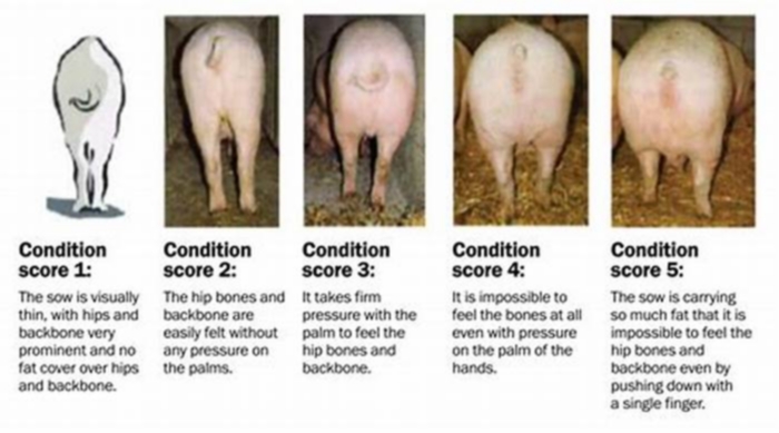 Are pigs fat or skinny?