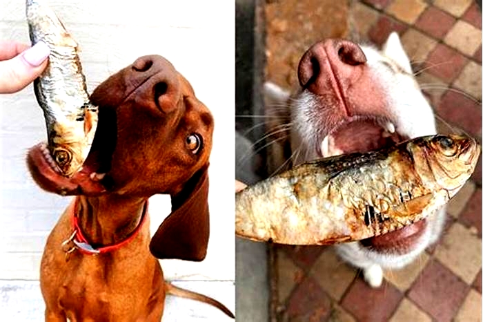 Are sardines good for dogs?