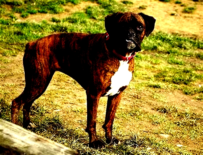 At what age do Boxer dogs get acne?