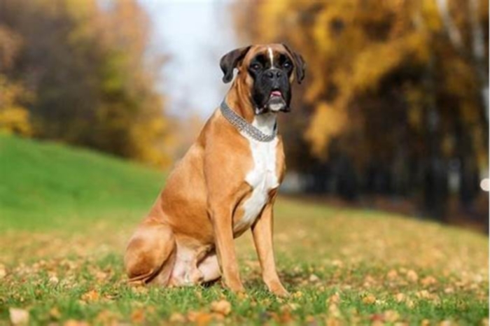 At what age do Boxer dogs start slowing down