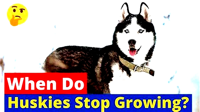 At what age do Huskies slow down?