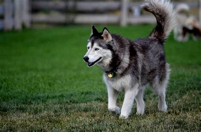 At what age is a Husky considered a senior?