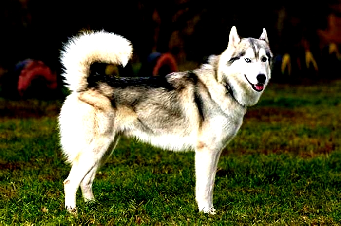 At what age is a Husky full grown