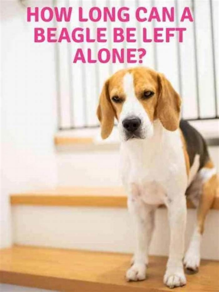 Can Beagles be left alone?