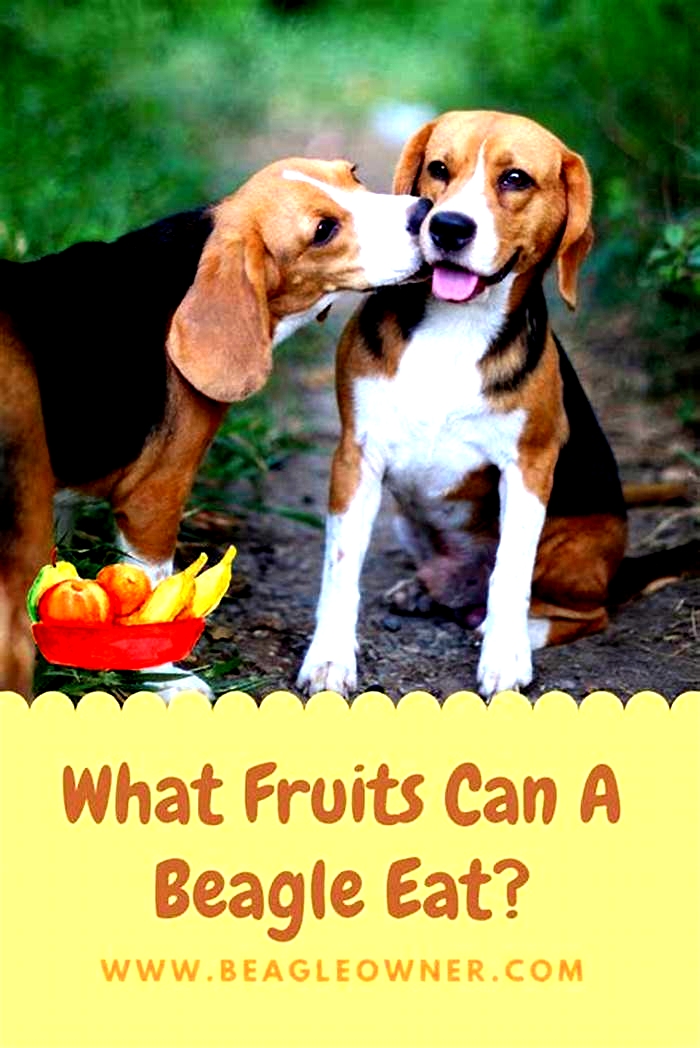 Can Beagles eat once a day?