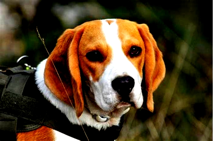 Can Beagles go on long walks