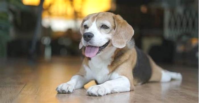 Can Beagles live 20 years