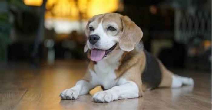 Can Beagles live to 20?