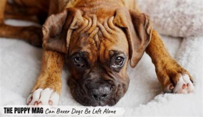 Can Boxers be left alone all day?