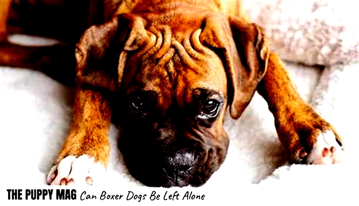 Can Boxers be left alone?