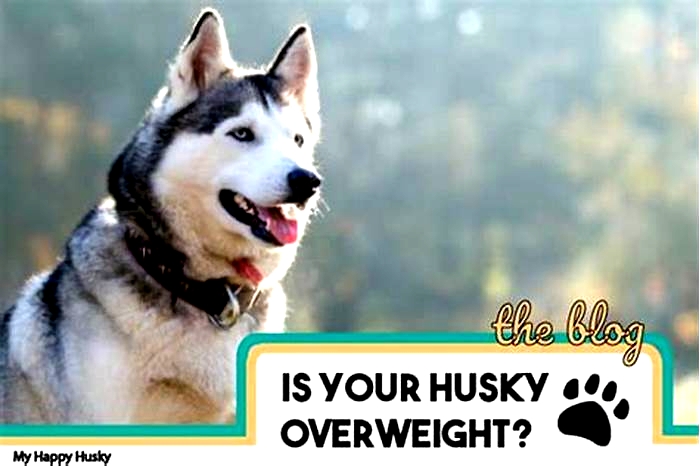 Can Huskies be overweight