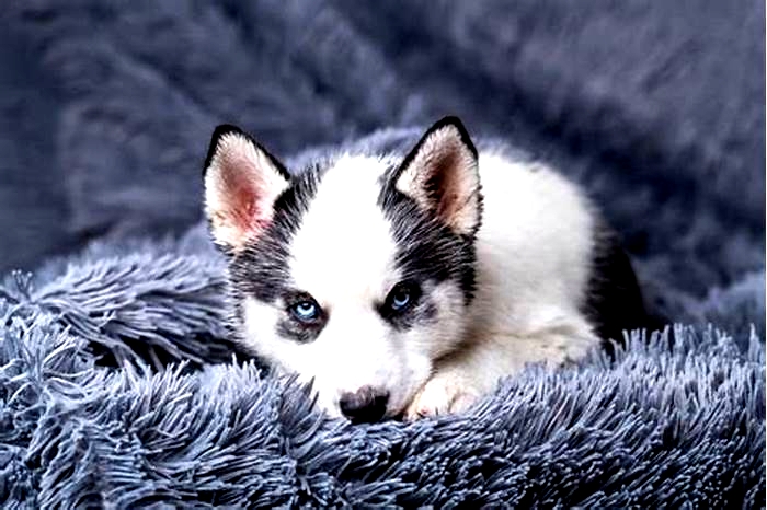 Can Huskies live until 20?