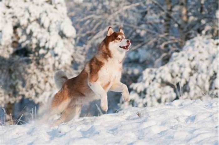 Can Huskies lose weight?