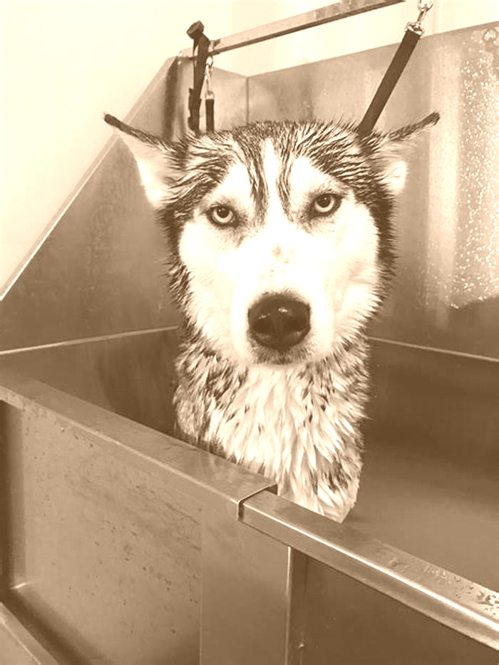 Can I bathe Husky everyday?