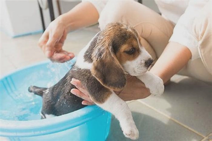 Can I bathe my Beagle twice a week?