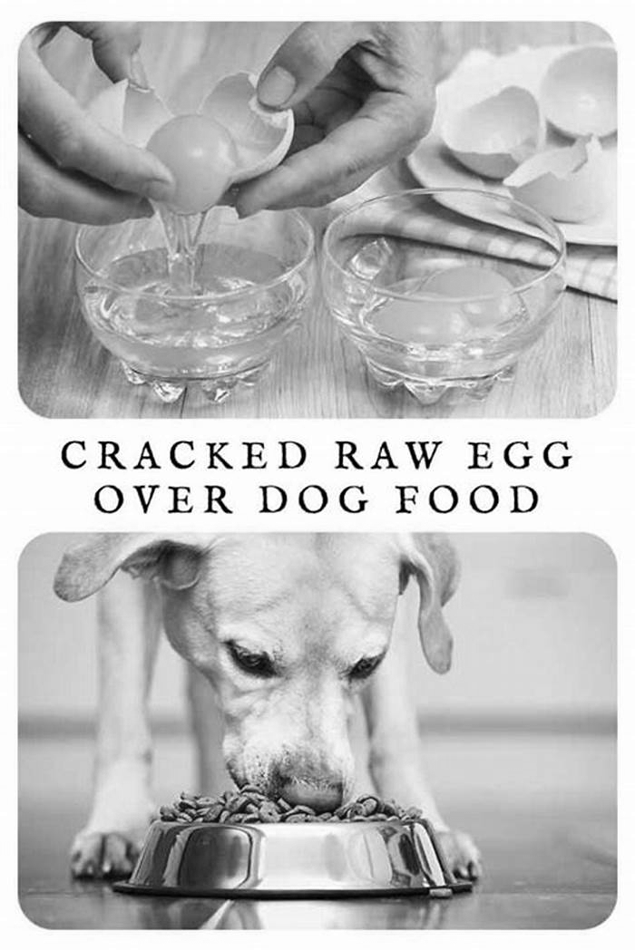 Can I crack a raw egg in my dog's food?