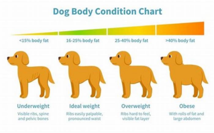 Can I fast my dog for weight loss?