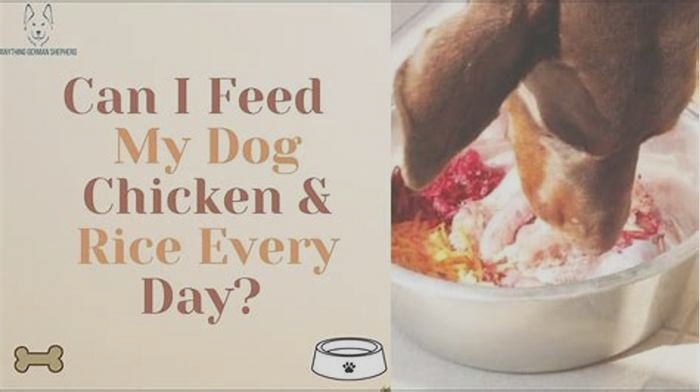 Can I feed my dog chicken and rice everyday?