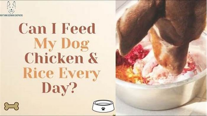 Can I feed my dog rice and chicken every day