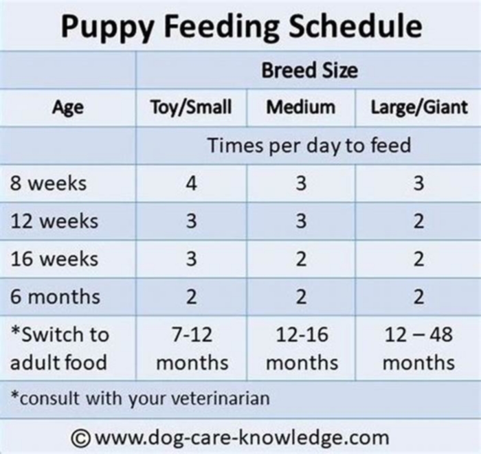 Can I feed my husky 3 times a day?