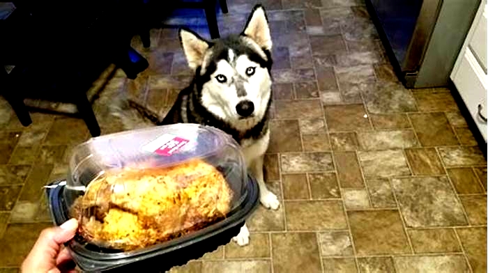 Can I feed my husky cooked chicken