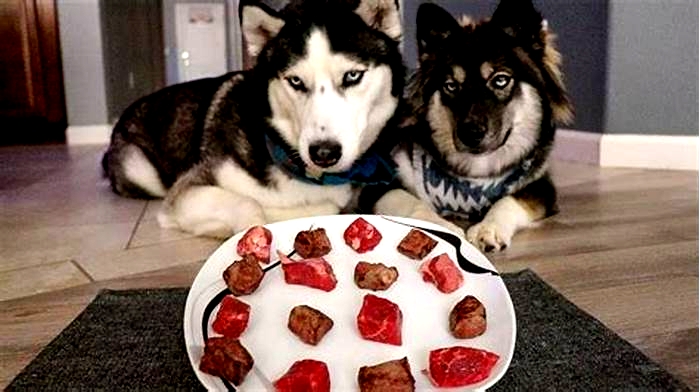 Can I feed my husky meat